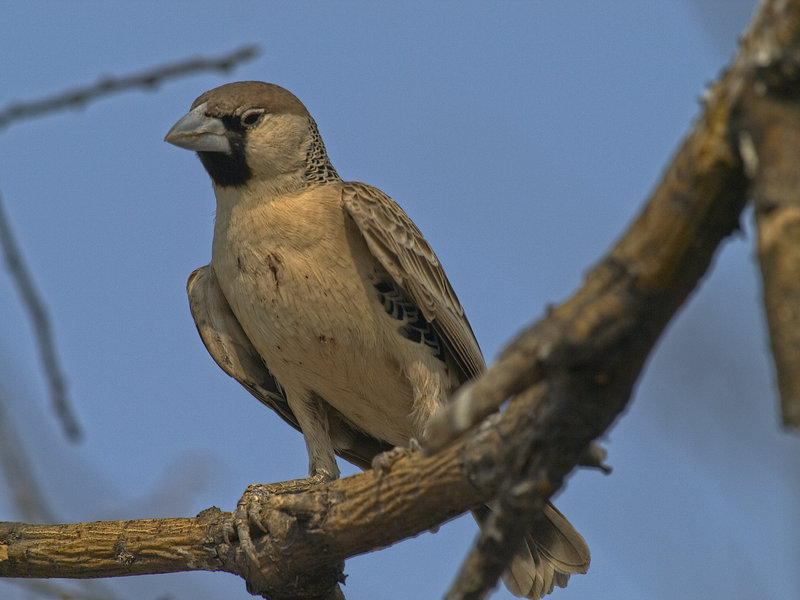 Okaukuejo, Weaver Bird
